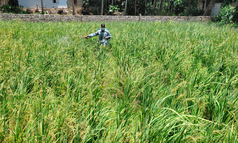 Jaya Rice cultivation