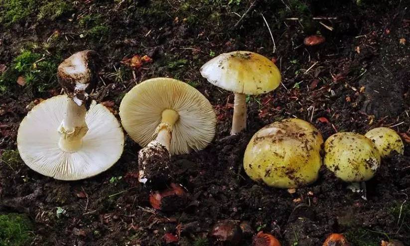 കുടുംബവിരുന്നിൽ പങ്കെടുത്തവർക്ക് വിഷബാധയുണ്ടായത് മനഃപൂർവമല്ല; വിഷമുള്ള മഷ്റൂം ഉപയോഗിച്ചത് അറിയാതെയെന്ന് യുവതി കുടുംബവിരുന്നിൽ പങ്കെടുത്തവർക്ക് വിഷബാധയുണ്ടായത് മനഃപൂർവമല്ല; വിഷമുള്ള മഷ്റൂം ഉപയോഗിച്ചത് അറിയാതെയെന്ന് യുവതി