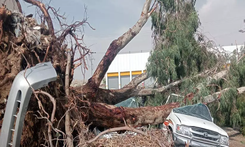 സൗദി ഖമീസ്​ മുശൈത്തിൽ മരം വീണ്​ വാഹനങ്ങൾ തകർന്നു