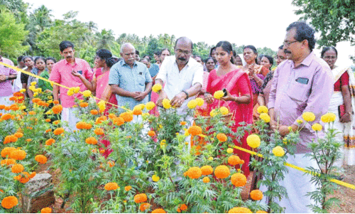 1000 chendumalli plants