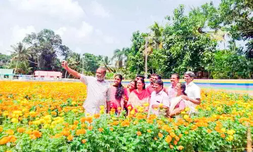 ഇവിടെ ചെണ്ടുമല്ലി തോട്ടം പരന്നുകിടക്കുന്നു; ഓണം കളറാക്കാന്‍