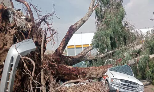 സൗദി ഖമീസ്​ മുശൈത്തിൽ മരം വീണ്​ വാഹനങ്ങൾ തകർന്നു