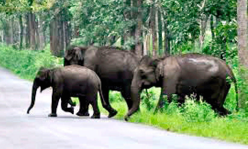 Elephant population