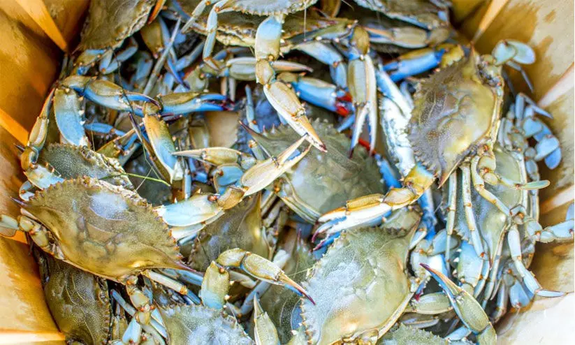 നക്ഷത്രഞണ്ടുകള് ഭീഷണി; മത്സ്യബന്ധനം നിർത്തി നക്ഷത്രഞണ്ടുകള് ഭീഷണി; മത്സ്യബന്ധനം നിർത്തി