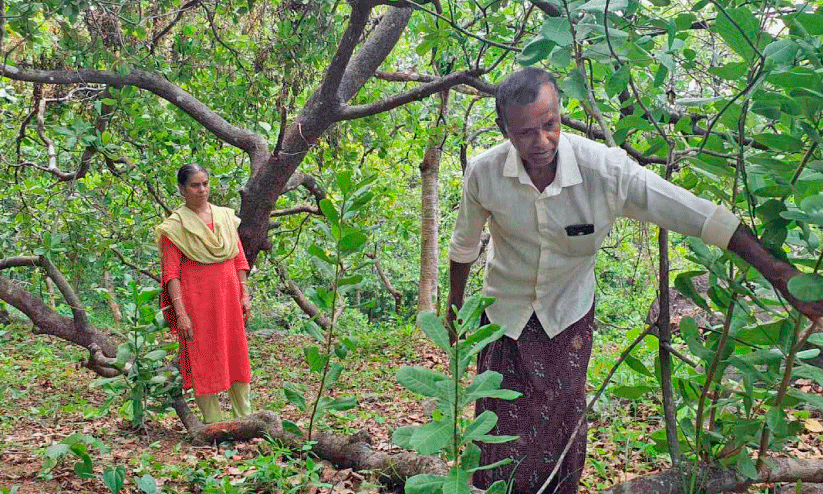 Cashew cultivation