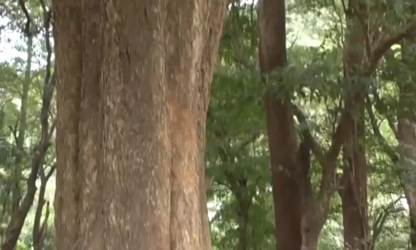 പാലക്കയം വില്ലേജിൽ വ്യാജരേഖയുണ്ടാക്കി ഭൂമിക്ക് നികുതി അടക്കാനുള്ള നീക്കം തടഞ്ഞ് തഹസിൽദാർ പാലക്കയം വില്ലേജിൽ വ്യാജരേഖയുണ്ടാക്കി ഭൂമിക്ക് നികുതി അടക്കാനുള്ള നീക്കം തടഞ്ഞ് തഹസിൽദാർ