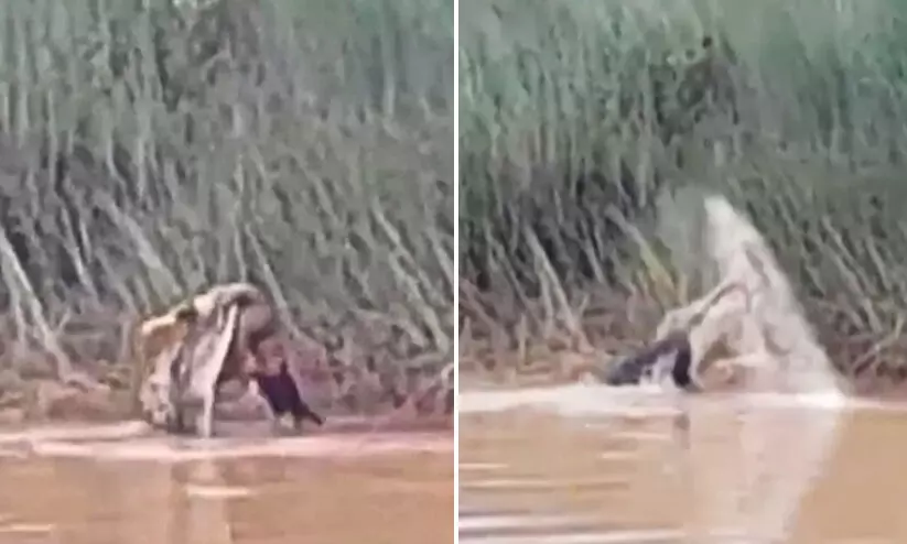 കുളിക്കാനെത്തിയ സ്ത്രീയെ മുതല കൊന്നുതിന്നു