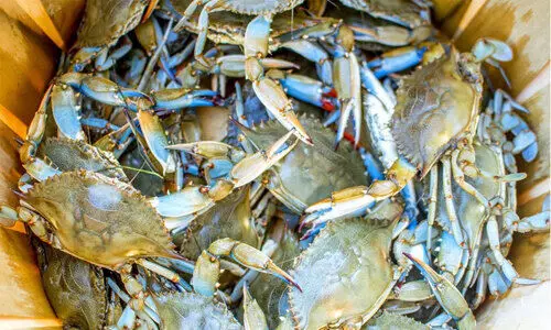 നക്ഷത്രഞണ്ടുകള്‍ ഭീഷണി; മത്സ്യബന്ധനം നിർത്തി