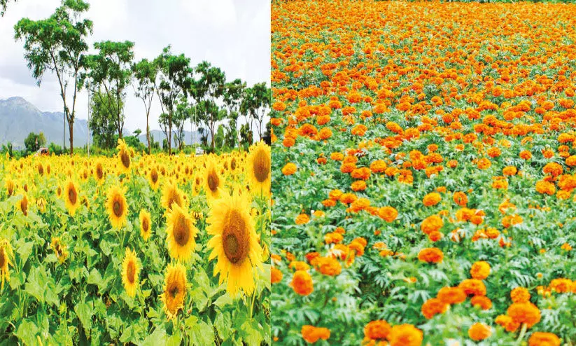 ചിരിതൂകി സൂര‍്യകാന്തി; അഴകേകി ചെണ്ടുമല്ലി