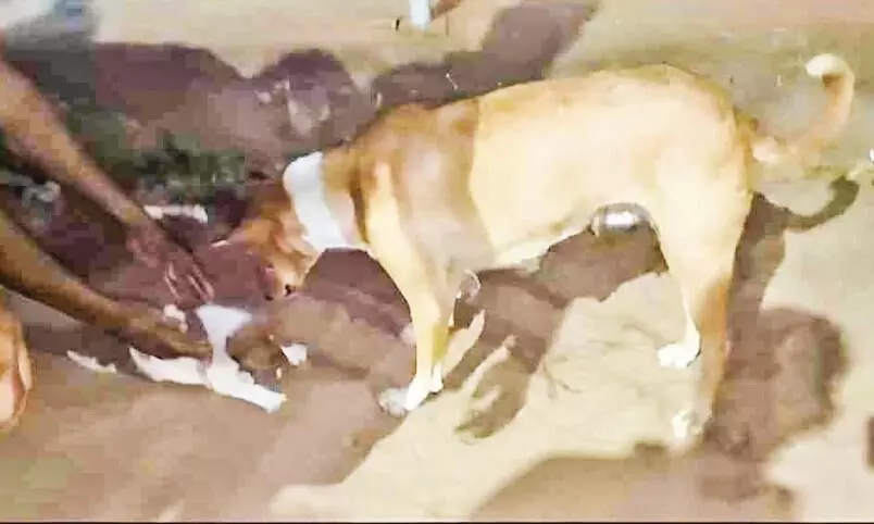 ആ ​അ​മ്മ​മ​നം നാ​ട്ടു​കാ​ർ ക​ണ്ടു; ഒരു പകൽ നീണ്ട തെരച്ചിലിനൊടുവിൽ അ​ഴു​ക്കു​ചാ​ലി​ൽ കു​ടു​ങ്ങി​യ നാ​യ്ക്കു​ട്ടി​ക്ക് പു​ന​ർ​ജ​ന്മം