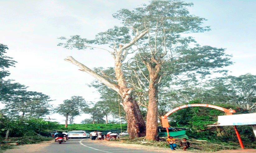 dangerous tree dangerous tree