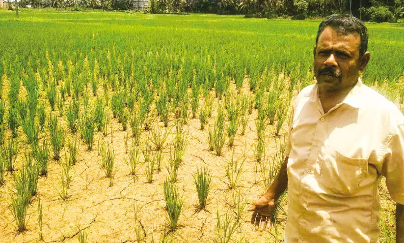 മഴയില്ല, വിണ്ടുകീറി കർഷക മനം മഴയില്ല, വിണ്ടുകീറി കർഷക മനം
