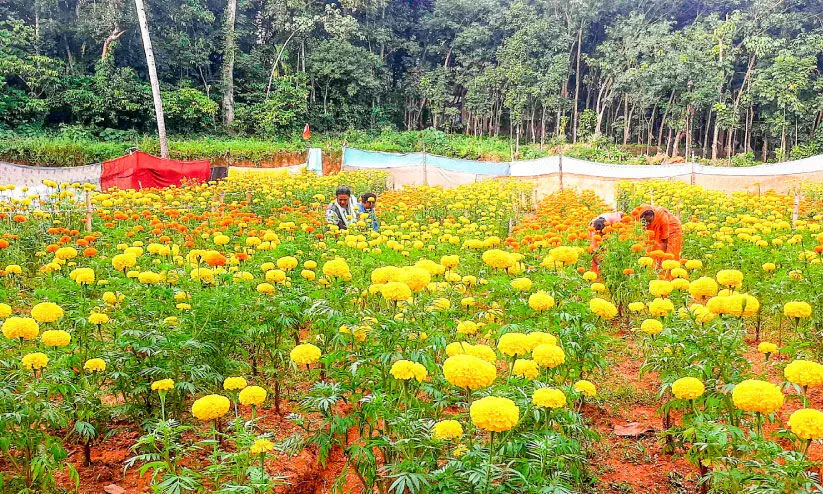 അത്തപ്പൂക്കളത്തിന്​ അഴകേറും അരുവാപ്പുലത്ത്​ ബന്ദിപ്പൂ വസന്തം