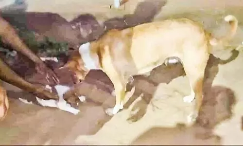 ആ ​അ​മ്മ​മ​നം നാ​ട്ടു​കാ​ർ ക​ണ്ടു; ഒരു പകൽ നീണ്ട തെരച്ചിലിനൊടുവിൽ അ​ഴു​ക്കു​ചാ​ലി​ൽ കു​ടു​ങ്ങി​യ നാ​യ്ക്കു​ട്ടി​ക്ക് പു​ന​ർ​ജ​ന്മം