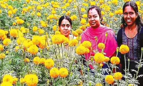 ഓണത്തിന് ചെണ്ടുമല്ലി വസന്തവുമായി തൃക്ഷരി