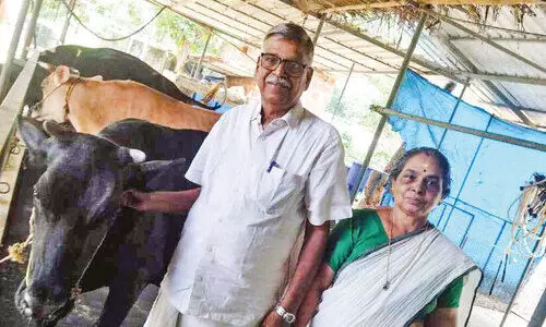 പൊ​ൻ മാ​സം ചി​ങ്ങ​ച്ചി​രി; പശുപരിപാലനം ജീവിതചര്യയാക്കി വാസുദേവനും ഭാര്യയും