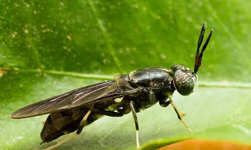ബ്രഹ്മപുരത്തേക്ക് പട്ടാളപ്പുഴു തന്നെ; ഉടനിറങ്ങും ‘ചുമതലയേൽക്കാൻ