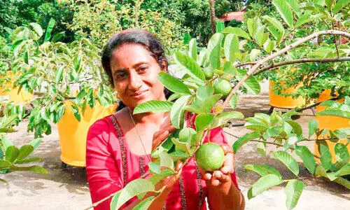 രണ്ടര ഏക്കറിൽ കൃഷിയുടെ   വിസ്​മയമൊരുക്കി മൃദുല
