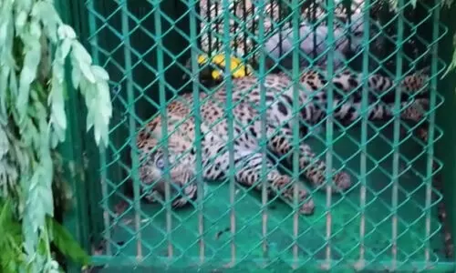 തിരുപ്പതിയിൽ ഒരു പുലി കൂടി കെണിയിൽ