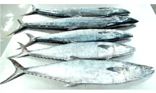 ഒമാൻ: നെ​യ്​​മീ​ൻ പി​ടി​ക്കു​ന്ന​തി​ന്​ വി​ല​ക്ക്​ പ്രാ​ബ​ല്യ​ത്തി​ൽ