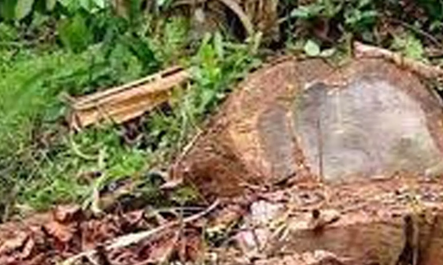 മുട്ടിൽ മരംമുറി: അ​ന്വേ​ഷ​ണ​സം​ഘ​ത്തി​ൽ​നി​ന്ന്​ ​ മാറ്റണമെന്ന്​ താ​നൂ​ർ ഡി.​വൈ.​എ​സ്.​പി