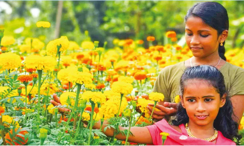 കാഴ്ചക്ക് കുളിർമയേകി ചെണ്ടുമല്ലിത്തോട്ടം