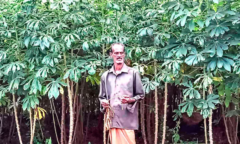 വിളവെടുപ്പിനൊരുങ്ങി കളമശ്ശേരിയിലെ ‘കൃഷിക്കൊപ്പം’