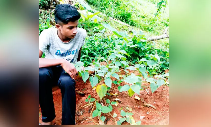മണ്ണില്‍ ‘പൊന്‍പഴം’ വിളയിച്ച് ഡൊണാള്‍ഡ്