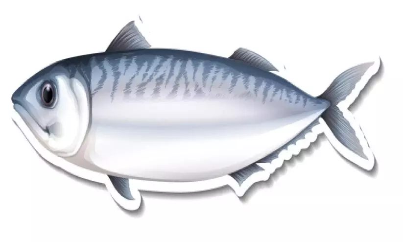 പ്ര​ജ​ന​ന കാ​ലം; അ​യ​ക്കൂ​റ പി​ടി​ക്കു​ന്ന​തി​ന്​ വി​ല​ക്ക്​