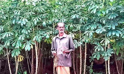 വിളവെടുപ്പിനൊരുങ്ങി കളമശ്ശേരിയിലെ ‘കൃഷിക്കൊപ്പം’