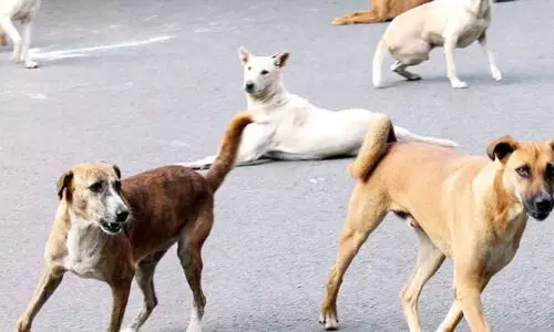 ക്ഷേത്ര ദര്‍ശനത്തിനെത്തിയ കുടുംബത്തിലെ നാല് വയസ്സുകാരന് തെരുവ് നായ്ക്കളുടെ കടിയേറ്റു