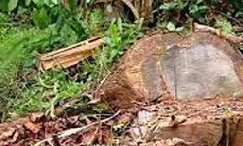 മുട്ടിൽ മരംമുറി: അ​ന്വേ​ഷ​ണ​സം​ഘ​ത്തി​ൽ​നി​ന്ന്​ ​ മാറ്റണമെന്ന്​ താ​നൂ​ർ ഡി.​വൈ.​എ​സ്.​പി