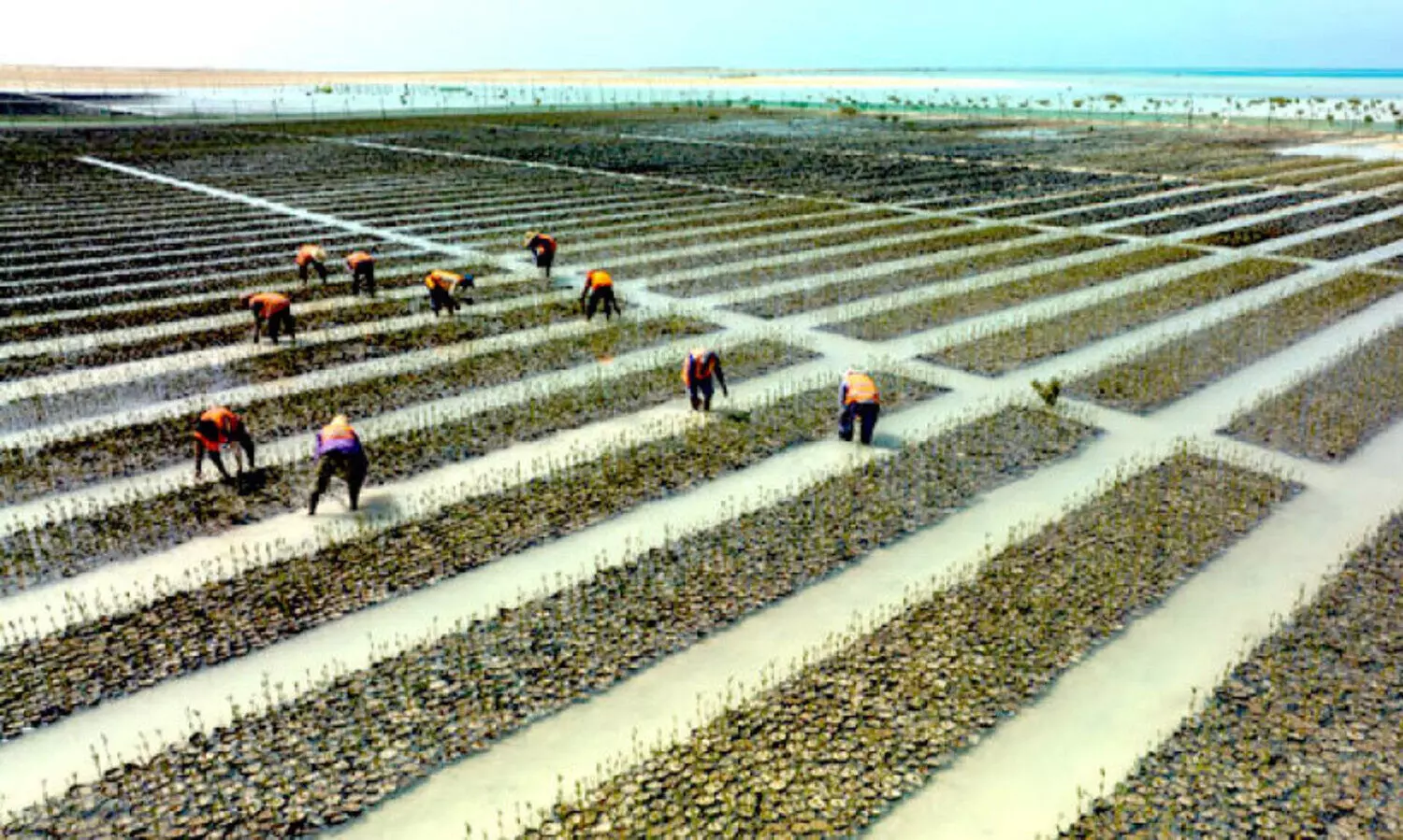 mangrove-planting
