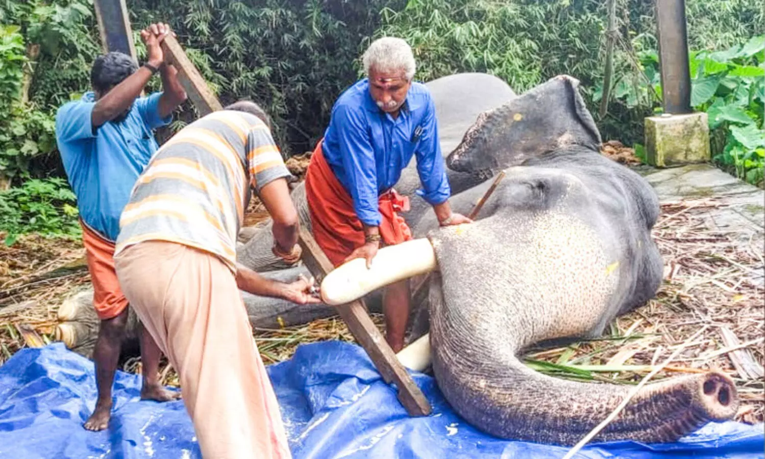 ചിറക്കടവ് തിരുനീലകണ്ഠന്‍റെ കൊമ്പുകൾ മുറിച്ചത് ആറുവർഷത്തിനുശേഷം