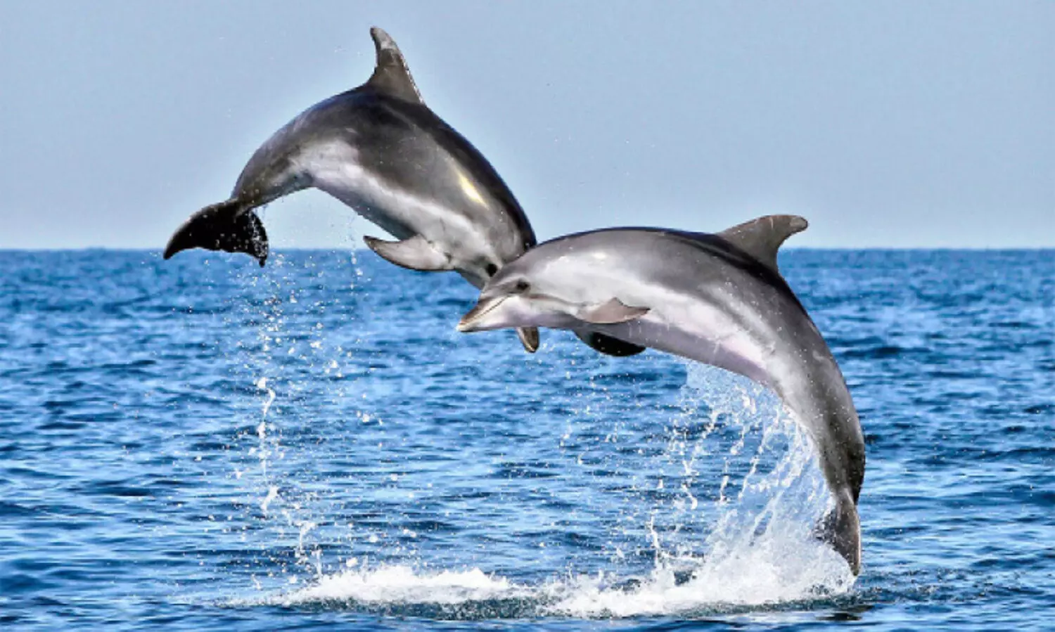 മു​സ​ന്ദ​ത്ത്: ​ ഏ​ഴ് വ്യ​ത്യ​സ്ത  ഡോ​ൾ​ഫി​ൻ ഇ​ന​ങ്ങ​ളെ  ക​ണ്ടെ​ത്തി