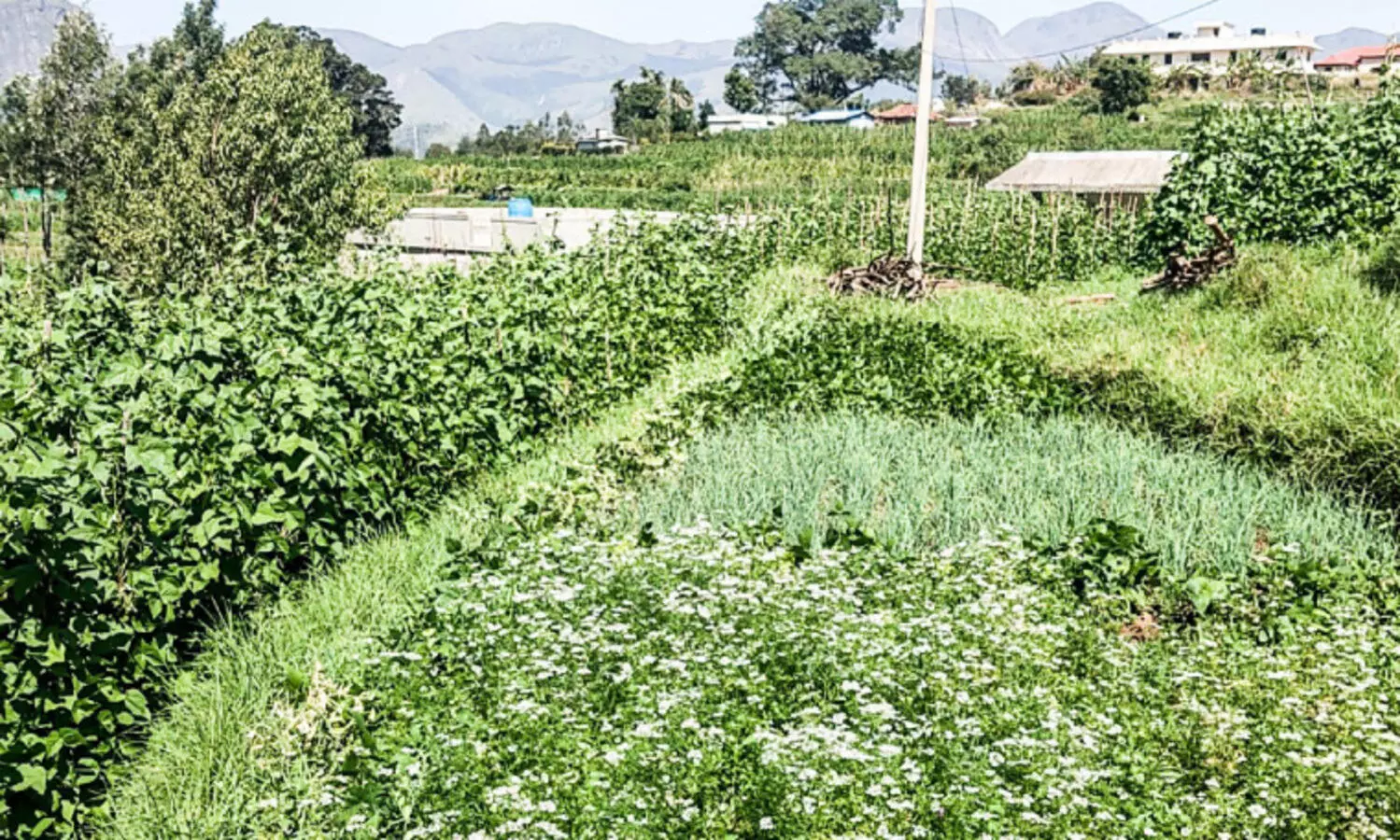 കാന്തല്ലൂരിലും വട്ടവടയിലും വിള​വെടുപ്പുകാലം​; നിരാശയിൽ കർഷകർ