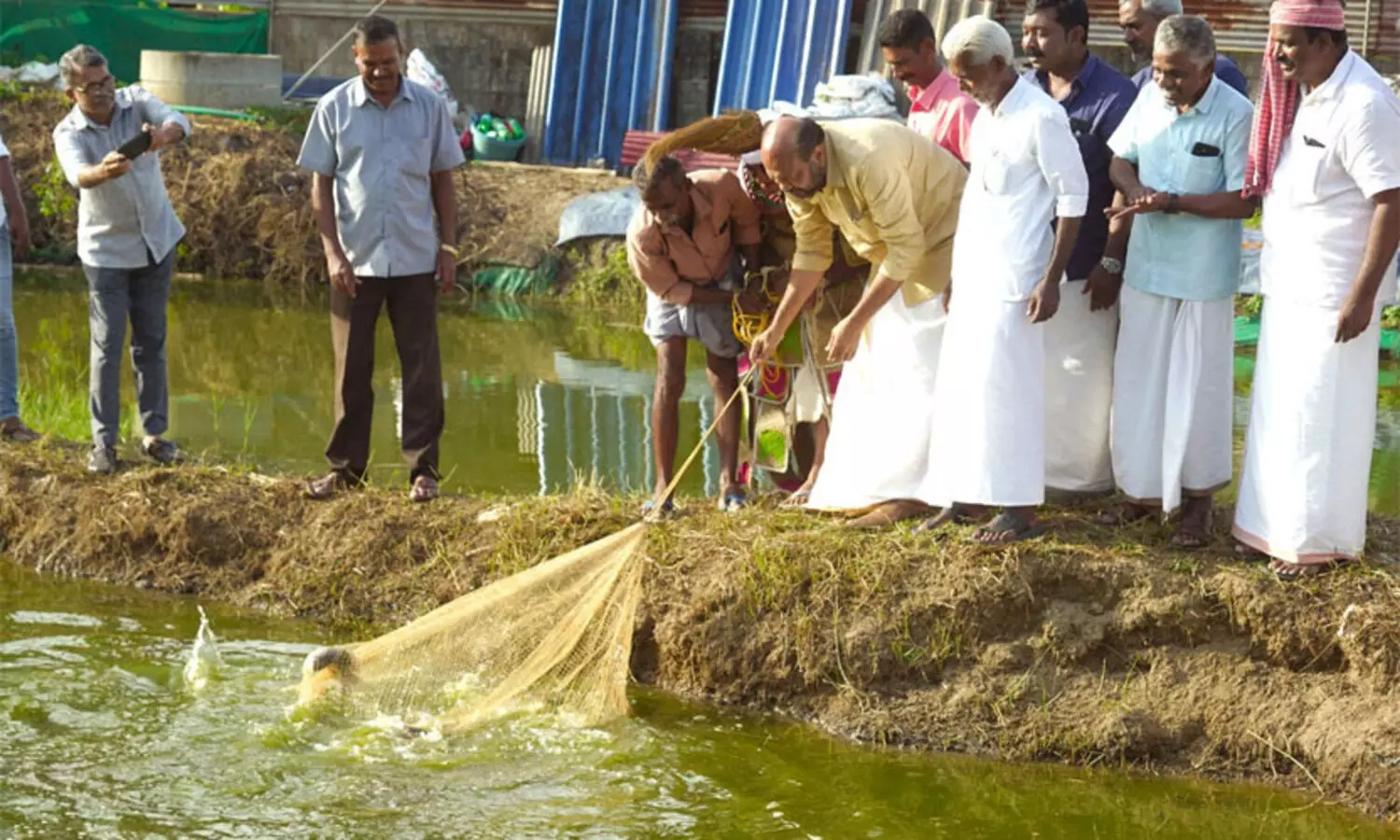 കാർഷികോത്സവത്തിന് മുന്നോടിയായി കളമശേരിയിൽ വിളവെടുപ്പ് മഹോത്സവം