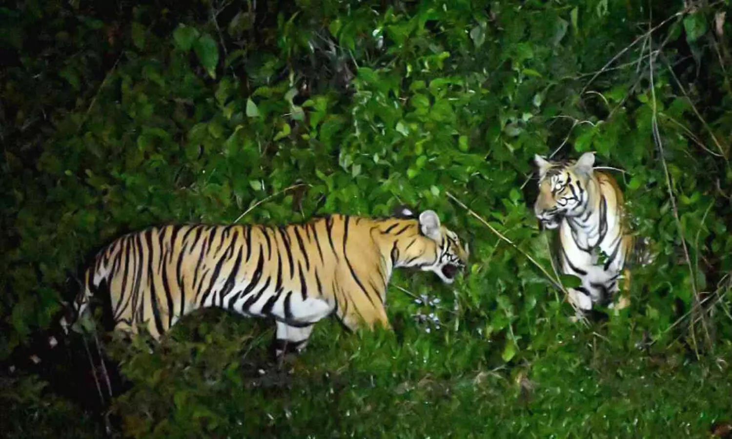 കാടിറങ്ങി കടുവകൾ: നടുങ്ങി നാട്ടുകാർ