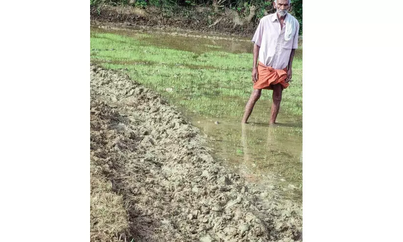 വിത്ത് പാകിയ വയലുകൾ ഉഴുതു മറിച്ച് കാട്ടുപന്നികൾ വിത്ത് പാകിയ വയലുകൾ ഉഴുതു മറിച്ച് കാട്ടുപന്നികൾ