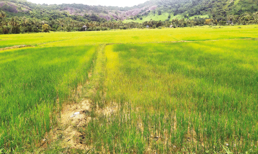 Paddy cultivation