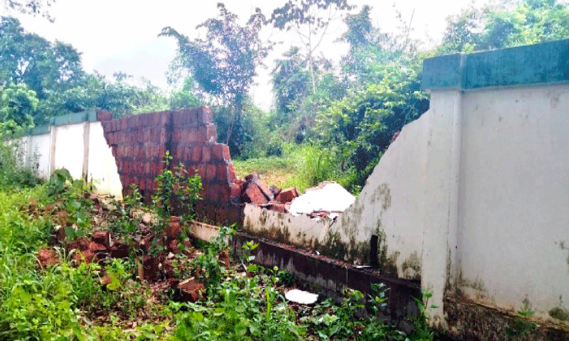 wild elephant wild elephant