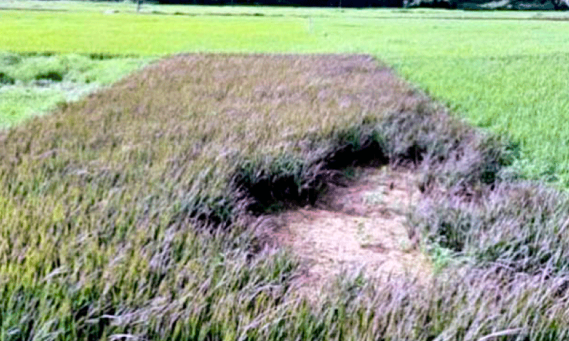 Japan Violet Rice Cultivation