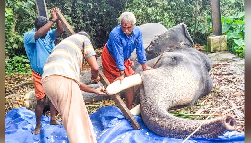 ചിറക്കടവ് തിരുനീലകണ്ഠന്റെ കൊമ്പുകൾ മുറിച്ചത് ആറുവർഷത്തിനുശേഷം ചിറക്കടവ് തിരുനീലകണ്ഠന്റെ കൊമ്പുകൾ മുറിച്ചത് ആറുവർഷത്തിനുശേഷം