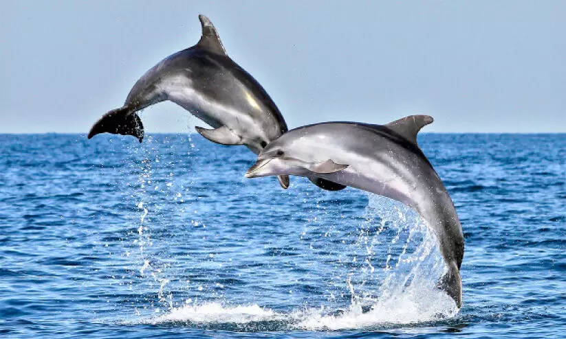 മു​സ​ന്ദ​ത്ത്: ​ ഏ​ഴ് വ്യ​ത്യ​സ്ത  ഡോ​ൾ​ഫി​ൻ ഇ​ന​ങ്ങ​ളെ  ക​ണ്ടെ​ത്തി