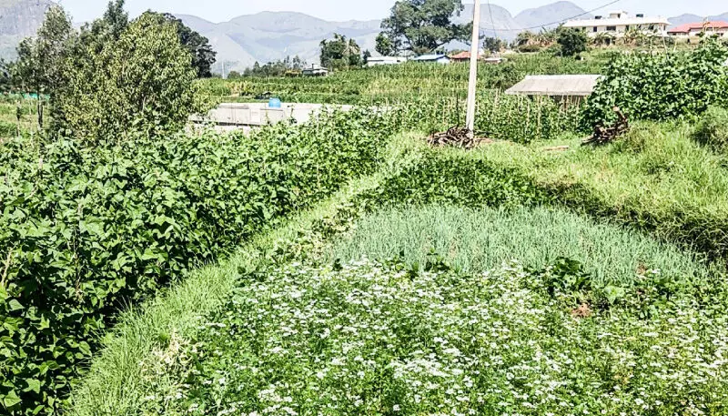 കാന്തല്ലൂരിലും വട്ടവടയിലും വിള​വെടുപ്പുകാലം​; നിരാശയിൽ കർഷകർ