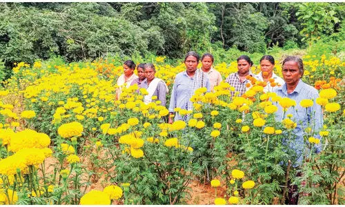 അ​മ്പാ​ടി​ക്കു​ന്നി​ൽ പു​ഷ്‌​പോ​ത്സ​വ​മൊ​രു​ക്കി വ​നി​ത കൂ​ട്ടാ​യ്മ