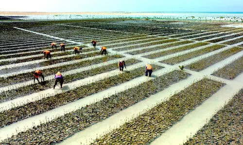 mangrove-planting
