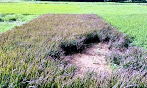Japan Violet Rice Cultivation