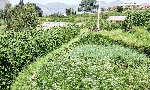 കാന്തല്ലൂരിലും വട്ടവടയിലും വിള​വെടുപ്പുകാലം​; നിരാശയിൽ കർഷകർ