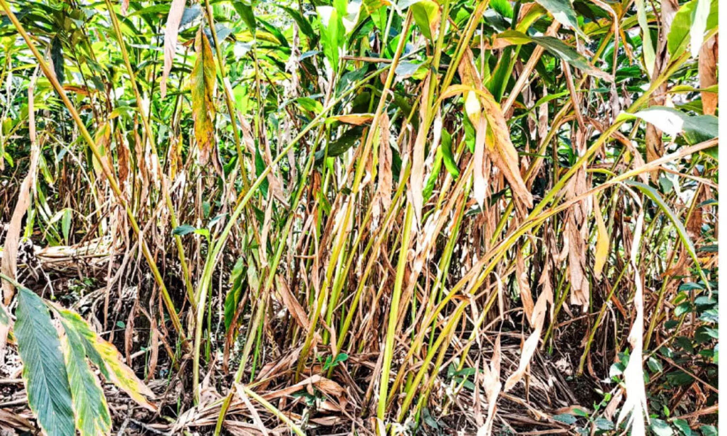 കാലവർഷം ദുർബലം വിളകൾ ഉണങ്ങുന്നു